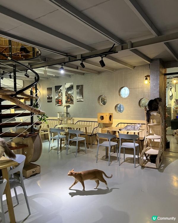 {港車北上｝珠海親子好去處🐱貓cafe 