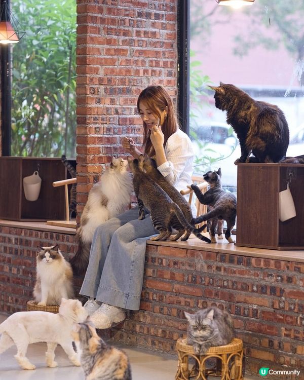 {港車北上｝珠海親子好去處🐱貓cafe 