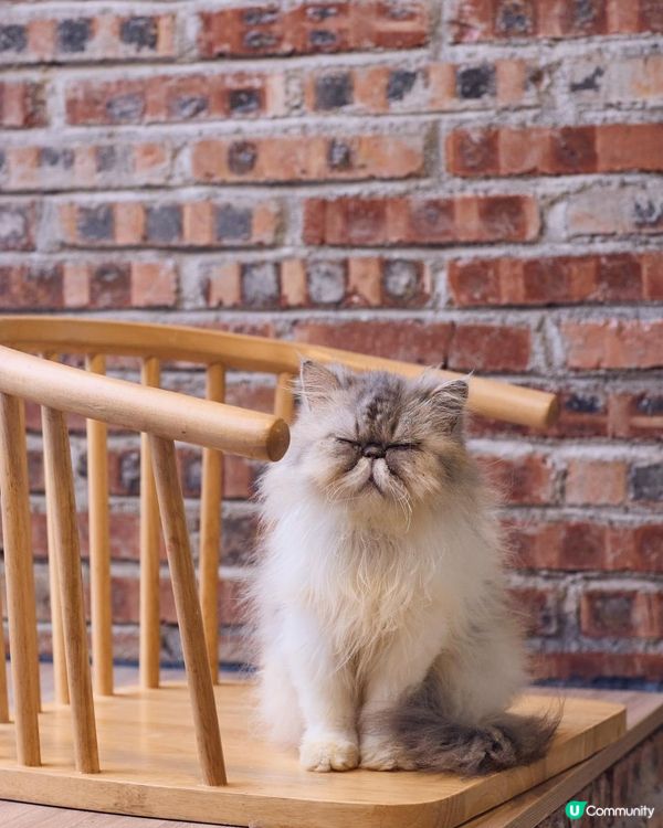 {港車北上｝珠海親子好去處🐱貓cafe 