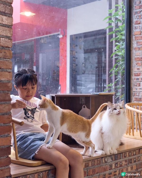 {港車北上｝珠海親子好去處🐱貓cafe 