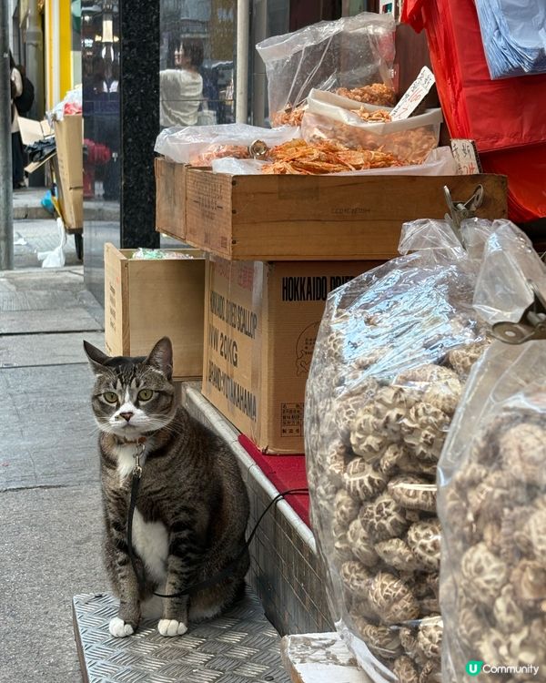 海味店的冬菇店長