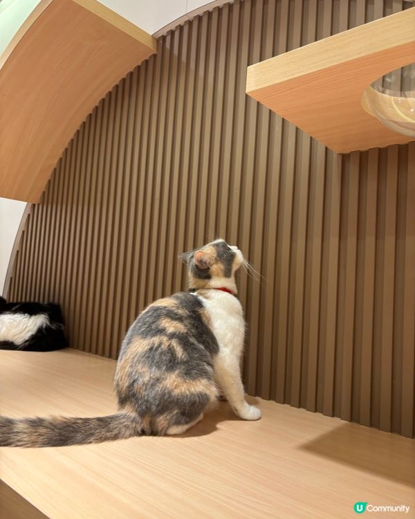 好大間嘅貓貓Cafe🐱