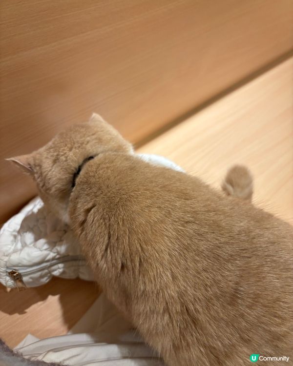 好大間嘅貓貓Cafe🐱