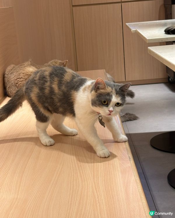 好大間嘅貓貓Cafe🐱
