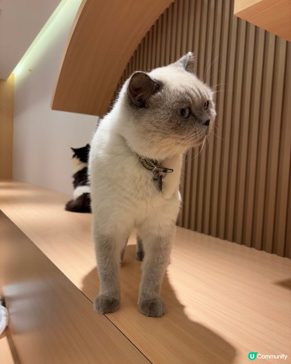 好大間嘅貓貓Cafe🐱