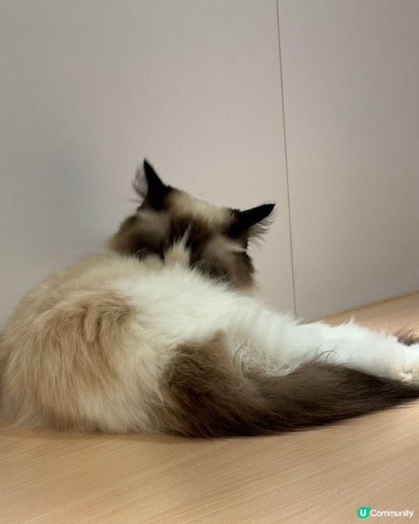 好大間嘅貓貓Cafe🐱