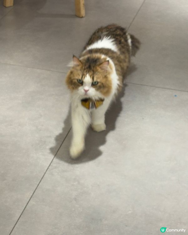 好大間嘅貓貓Cafe🐱