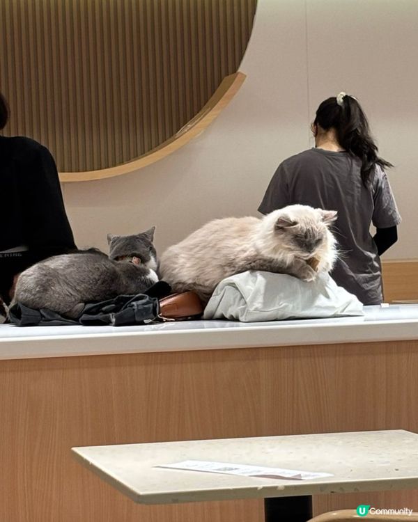 好大間嘅貓貓Cafe🐱