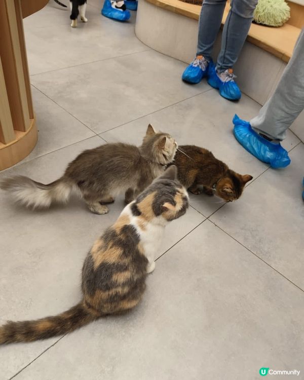 好大間嘅貓貓Cafe🐱