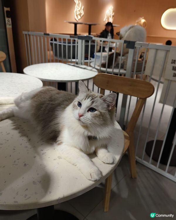 好大間嘅貓貓Cafe🐱