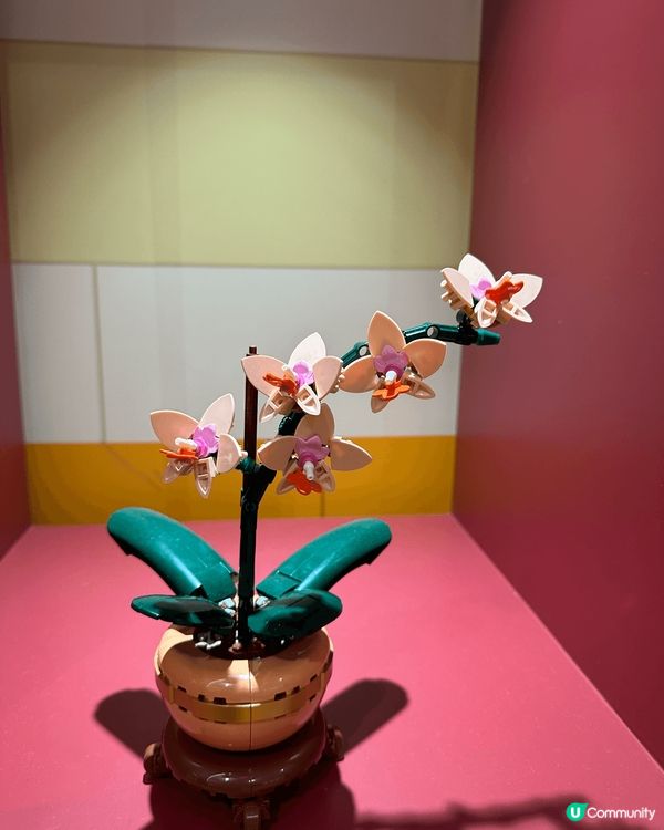 這些擺設都是用lego 拼砌出來的，難度都幾高同要用好多時間...