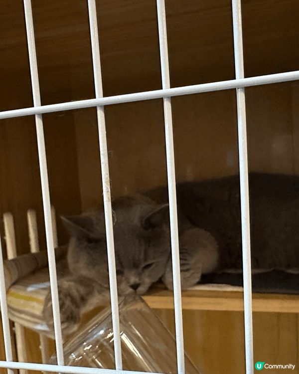 太子芋圓圓，芋圓彈到爆！😋