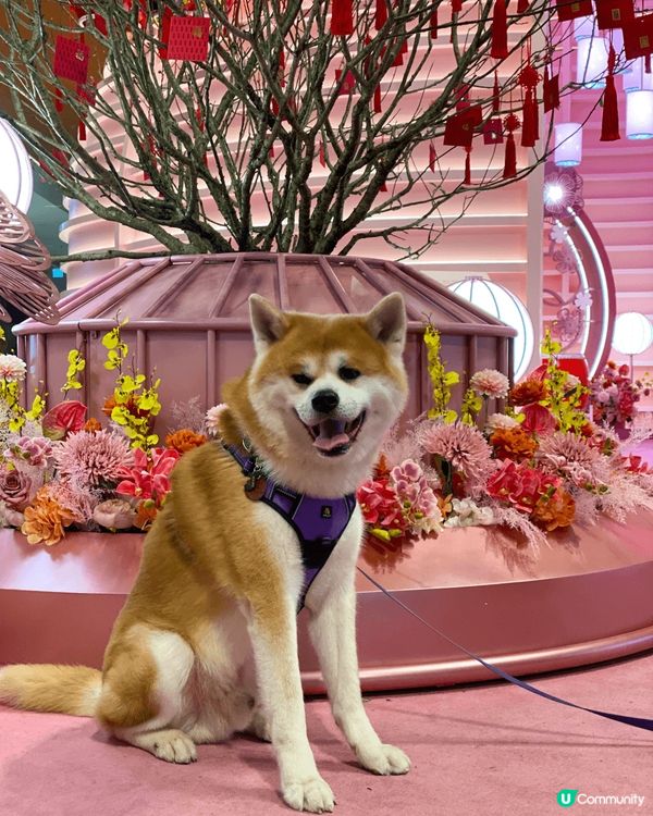 AIRSIDE《福運瑞獸慶典》齊集福龍🐉鳳凰🐦‍🔥麒麟🐲靈龜...