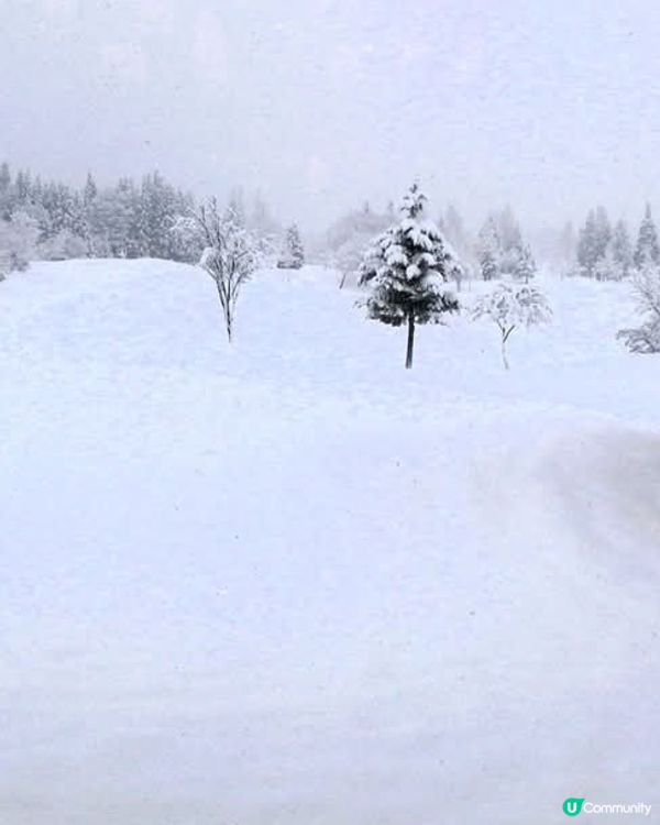 新潟冬日棚田❄️ 白雪皚皚，神秘又美麗！