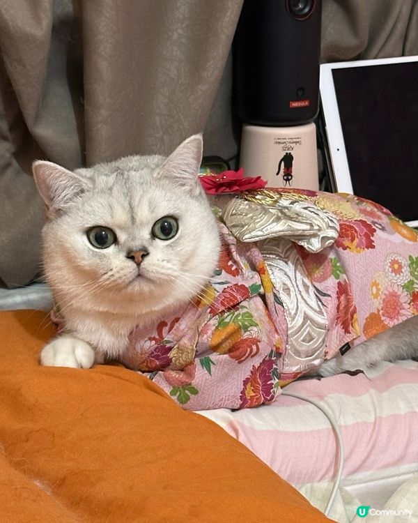 準備迎接新年🐱