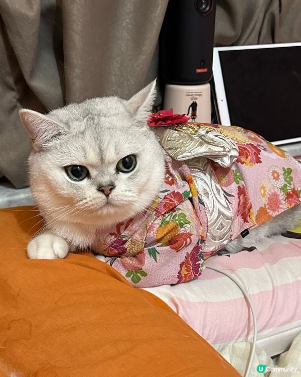 準備迎接新年🐱