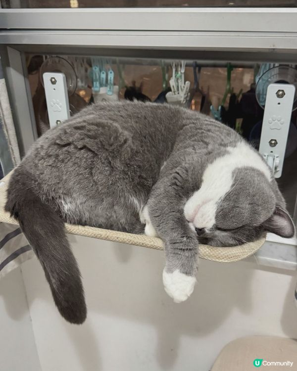 咁鐘意瞓喺呢度係貪呢度涼爽嗎？🫢🫣