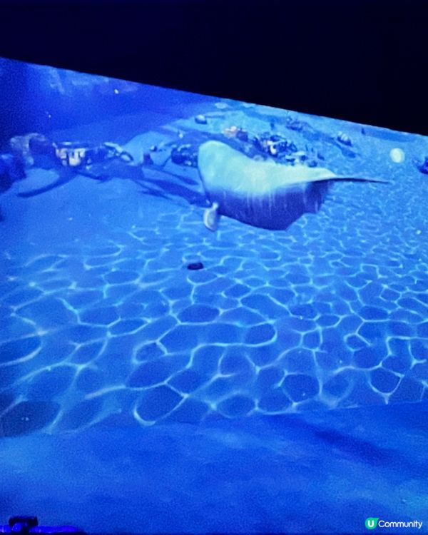 澳門光影展🤩  海洋濠鏡  🌊  打卡必去！