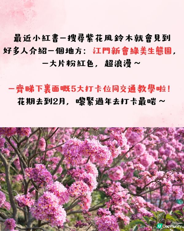 江門新會綠美生態園紫花風鈴木📸逾6000棵/一片粉紅色‼️超浪漫