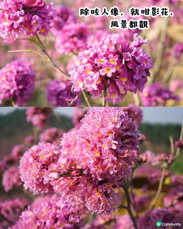 江門新會綠美生態園紫花風鈴木📸逾6000棵/一片粉紅色‼️超浪漫