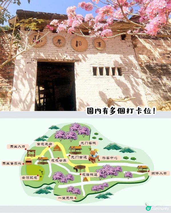 江門新會綠美生態園紫花風鈴木📸逾6000棵/一片粉紅色‼️超浪漫