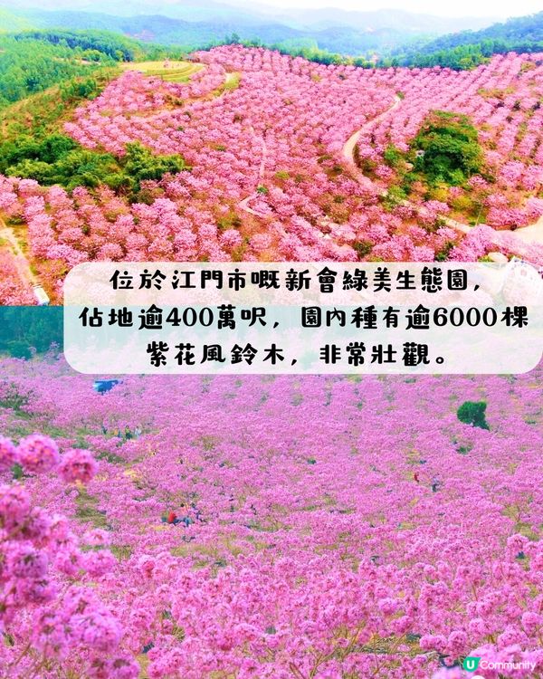 江門新會綠美生態園紫花風鈴木📸逾6000棵/一片粉紅色‼️超浪漫