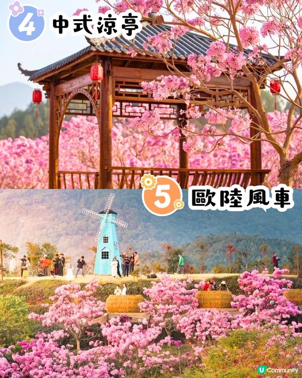 江門新會綠美生態園紫花風鈴木📸逾6000棵/一片粉紅色‼️超浪漫