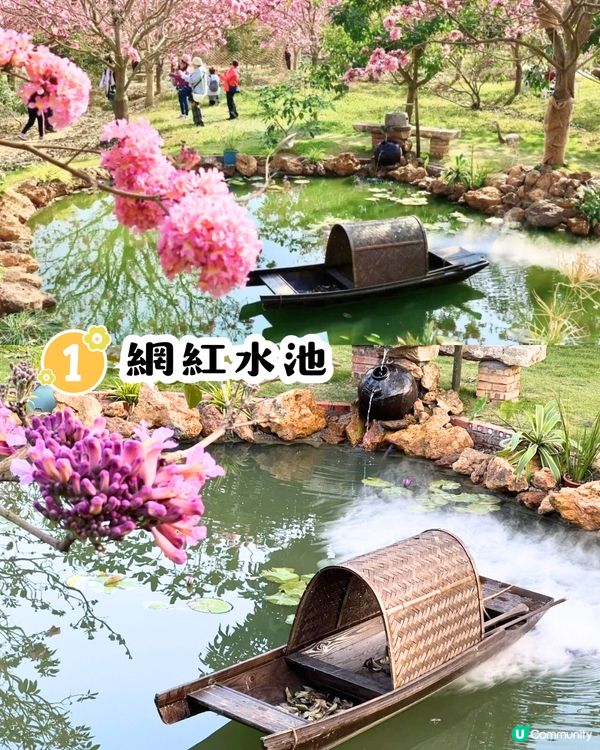 江門新會綠美生態園紫花風鈴木📸逾6000棵/一片粉紅色‼️超浪漫