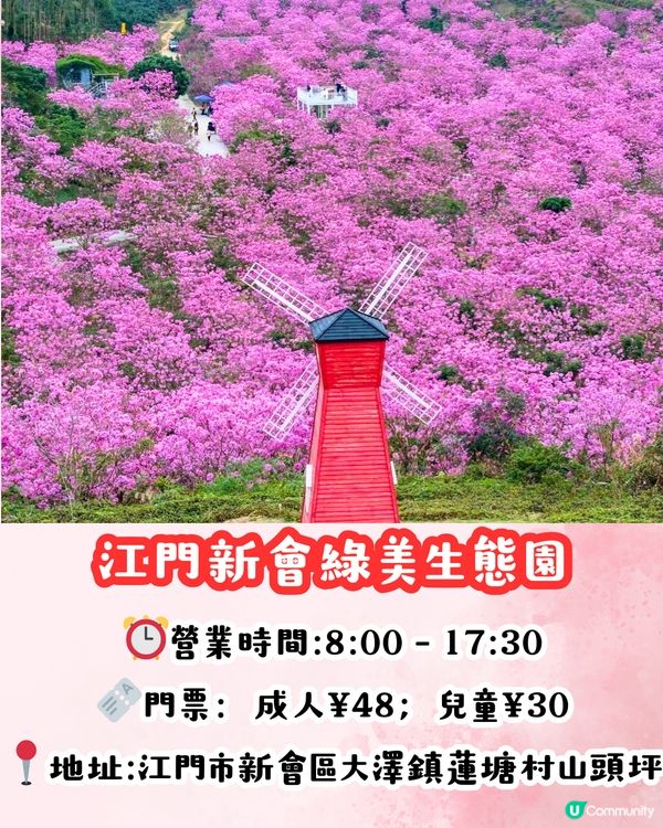 江門新會綠美生態園紫花風鈴木📸逾6000棵/一片粉紅色‼️超浪漫