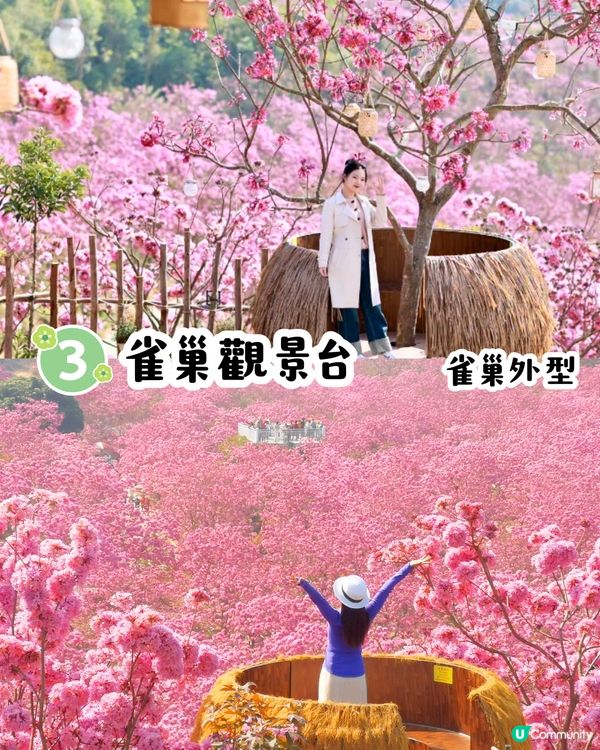 江門新會綠美生態園紫花風鈴木📸逾6000棵/一片粉紅色‼️超浪漫