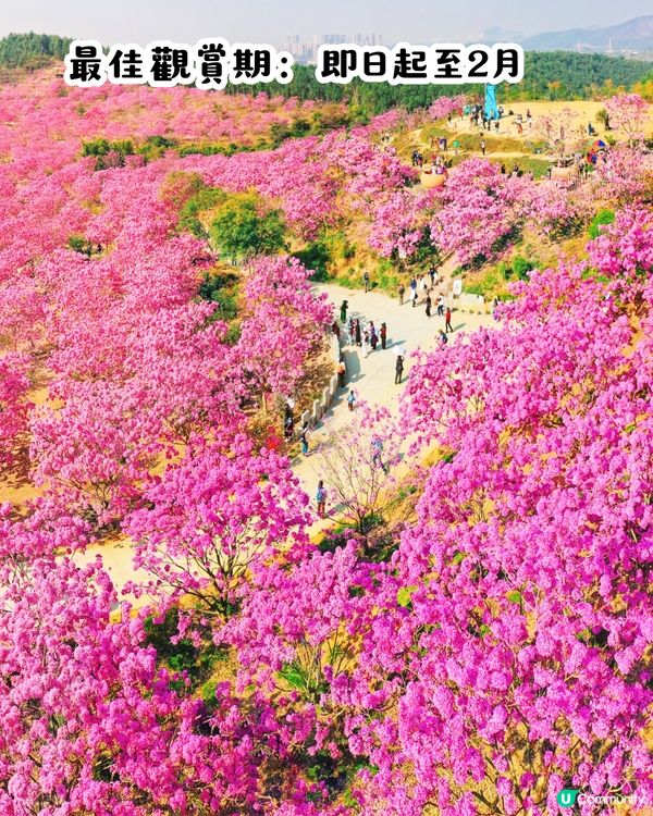 江門新會綠美生態園紫花風鈴木📸逾6000棵/一片粉紅色‼️超浪漫