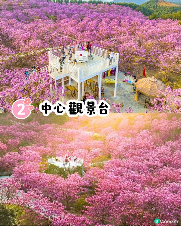 江門新會綠美生態園紫花風鈴木📸逾6000棵/一片粉紅色‼️超浪漫