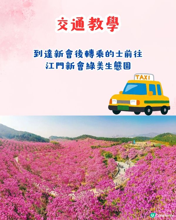 江門新會綠美生態園紫花風鈴木📸逾6000棵/一片粉紅色‼️超浪漫