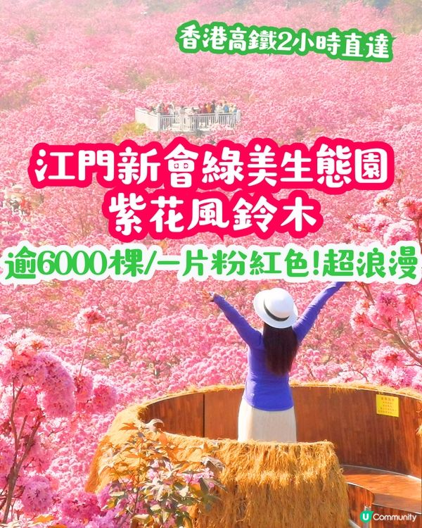 江門新會綠美生態園紫花風鈴木📸逾6000棵/一片粉紅色‼️超浪漫
