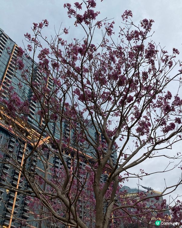 啟德新年裝飾靚到爆💥