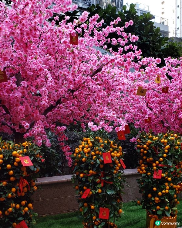 🧧燈籠飄飄～利東街