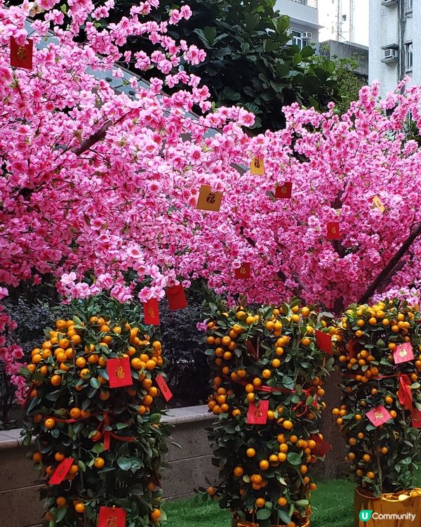 🧧燈籠飄飄～利東街