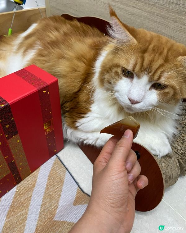 賀年糕點 利苑招牌棗皇糕❤️