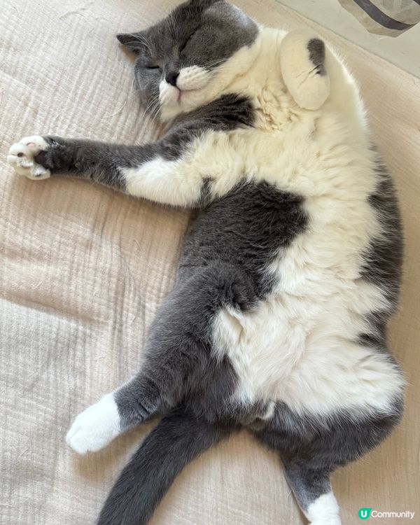 ✨懶洋洋的早上✨✨