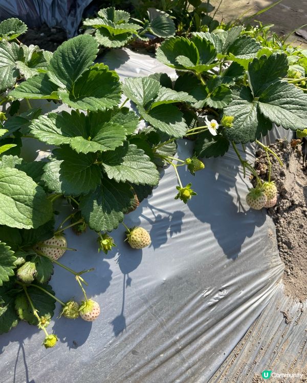 📣小編日常：親親大自然🍓摘士多啤梨😍