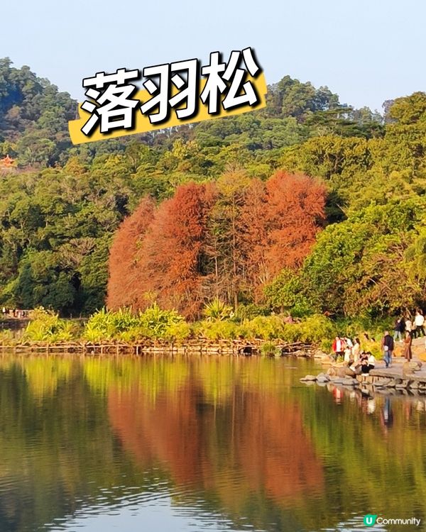 🌲仙湖公園絕美落雨杉🌲