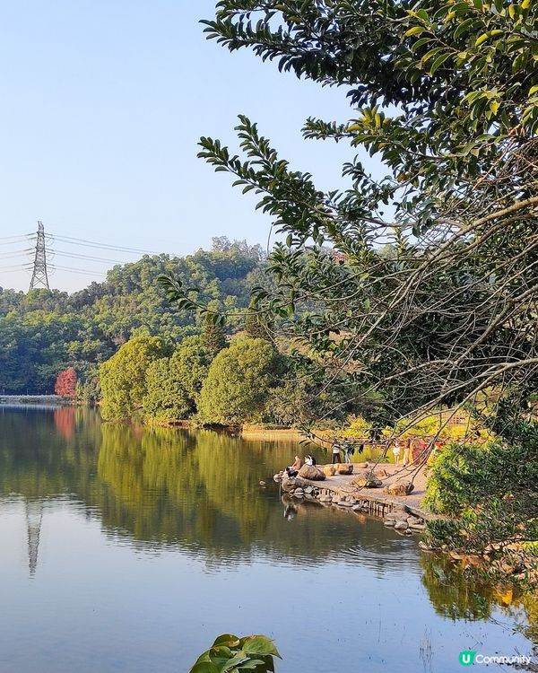 🌲仙湖公園絕美落雨杉🌲