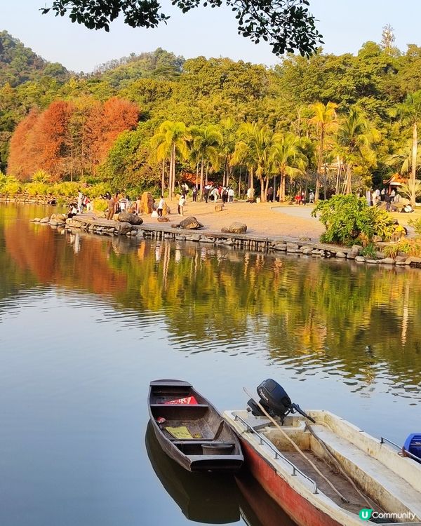 🌲仙湖公園絕美落雨杉🌲