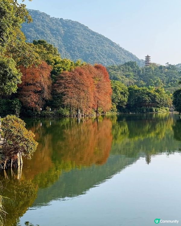 🌲仙湖公園絕美落雨杉🌲