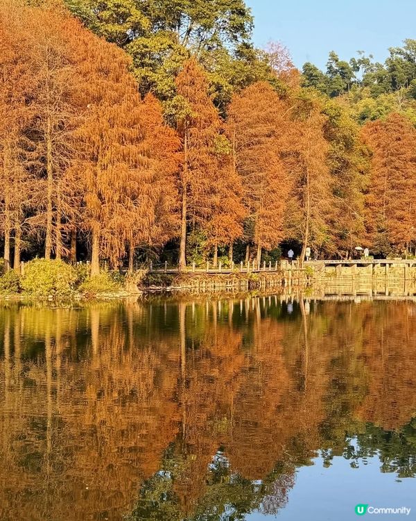 🌲仙湖公園絕美落雨杉🌲