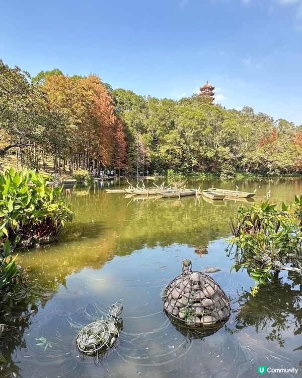 🌲仙湖公園絕美落雨杉🌲