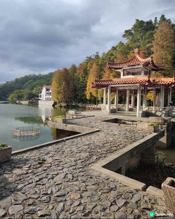 🌲仙湖公園絕美落雨杉🌲