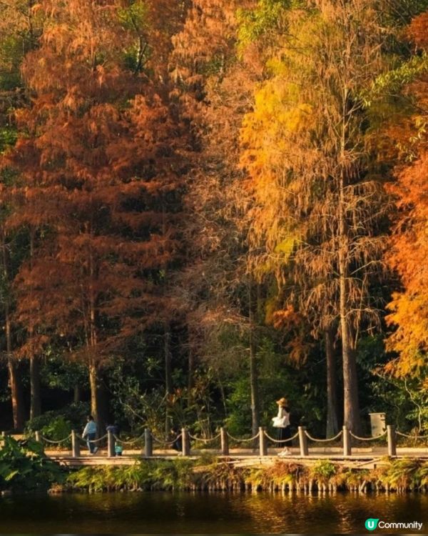 🌲仙湖公園絕美落雨杉🌲