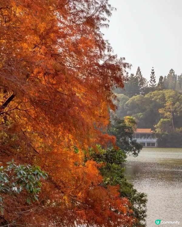 🌲仙湖公園絕美落雨杉🌲