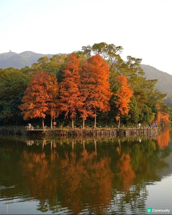 🌲仙湖公園絕美落雨杉🌲